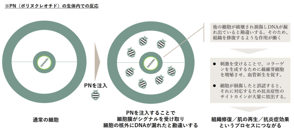 プルリアルデンシフィアとは？